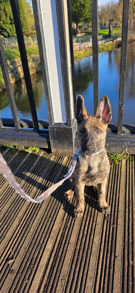 Belgian Malinois / German Shepherd