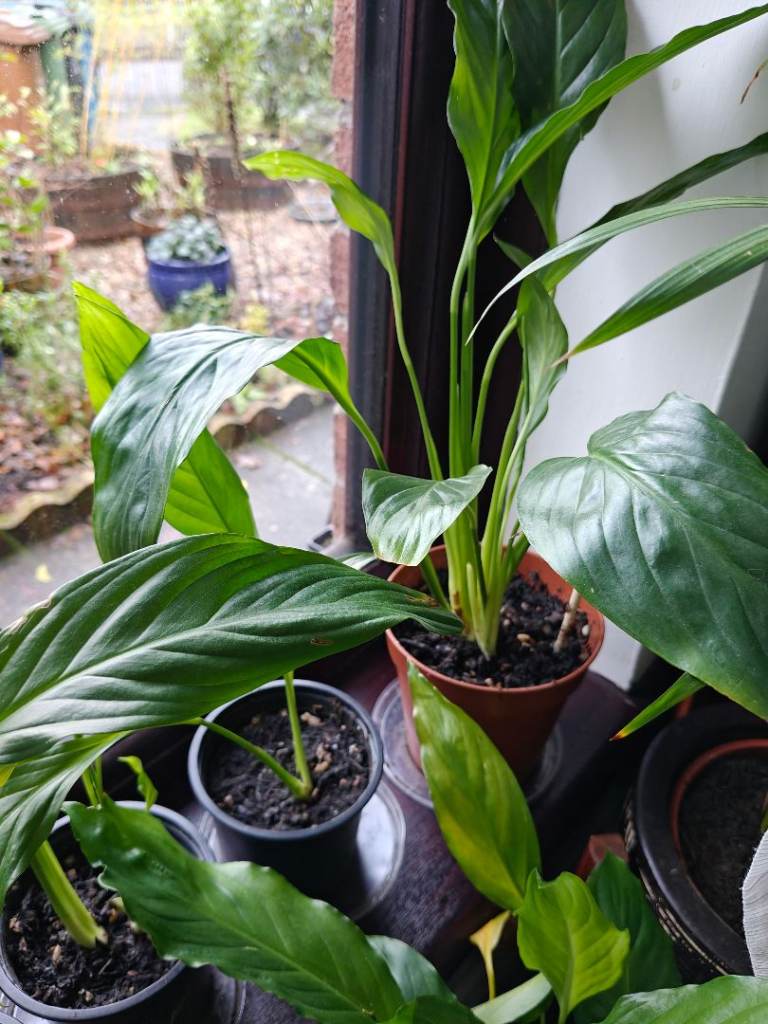 Spathiphyllum Peace Lily plants 