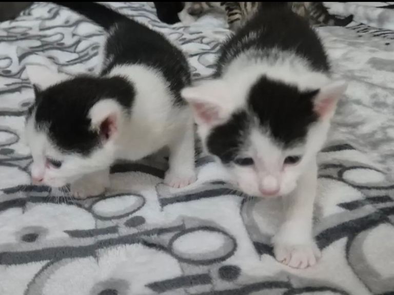 Kittens 