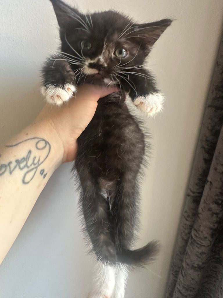 Male and female kitten available 