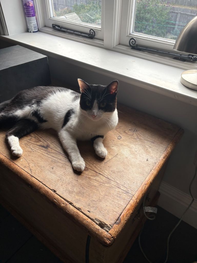 Gentle Siamese mixed breed male cat 