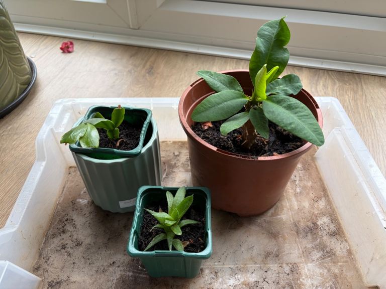 House plants 