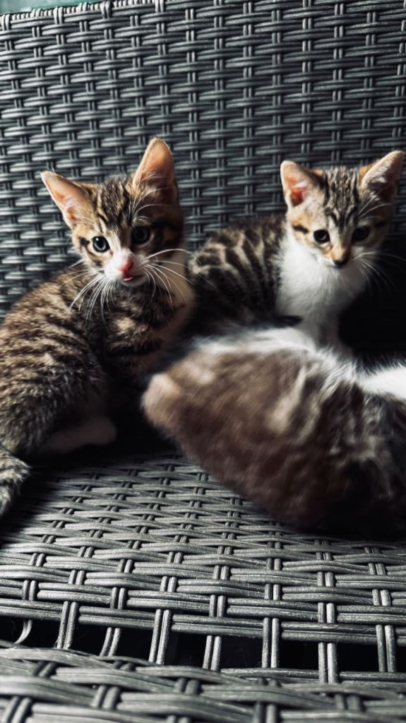 Kitten sold pending collection 