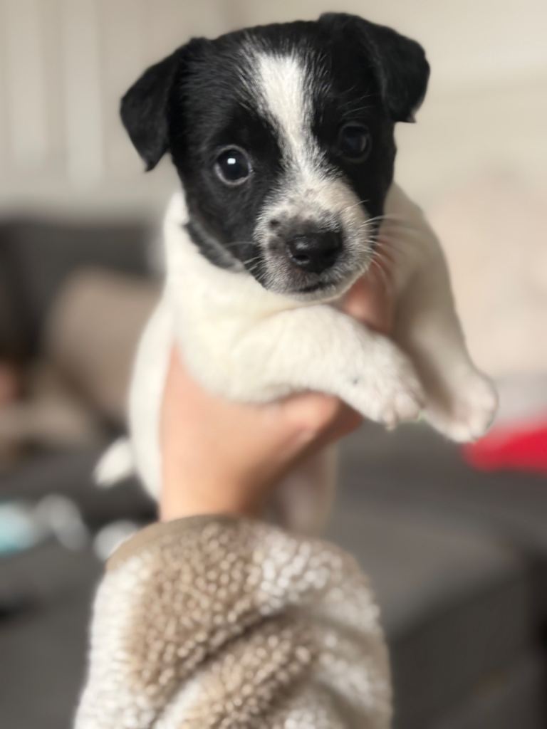 Jack Russell puppy 