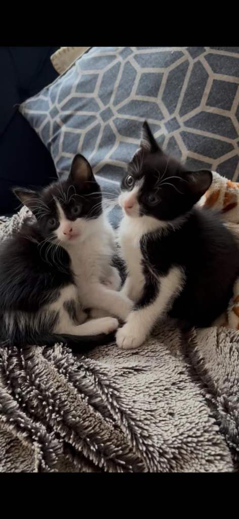 2 x Male Kittens