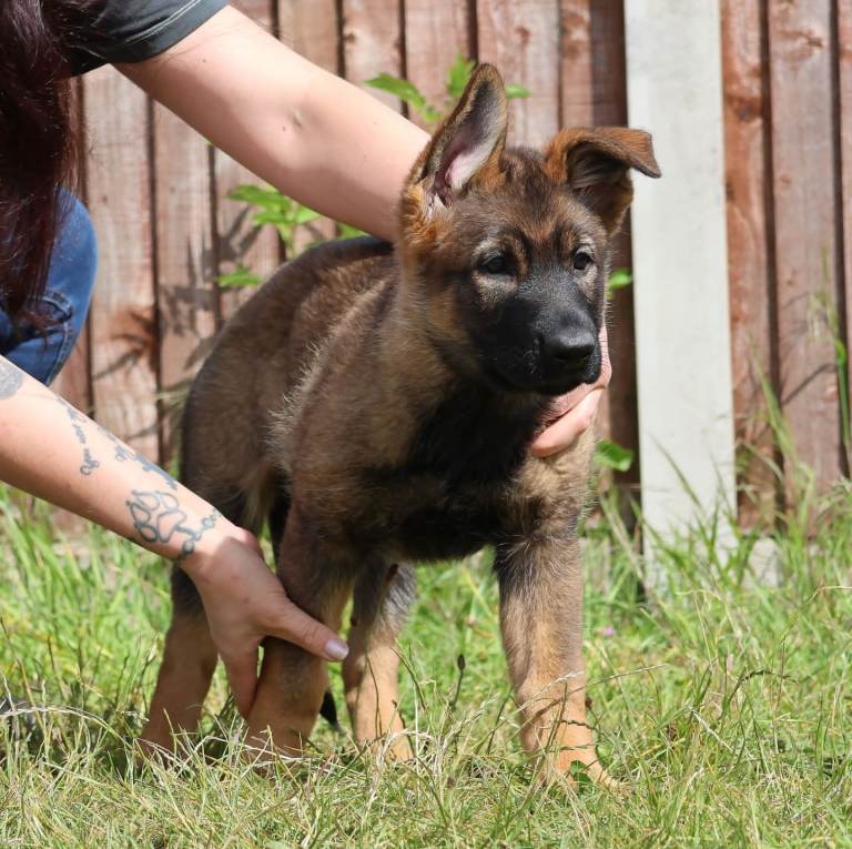 German shepherd puppies Czech line