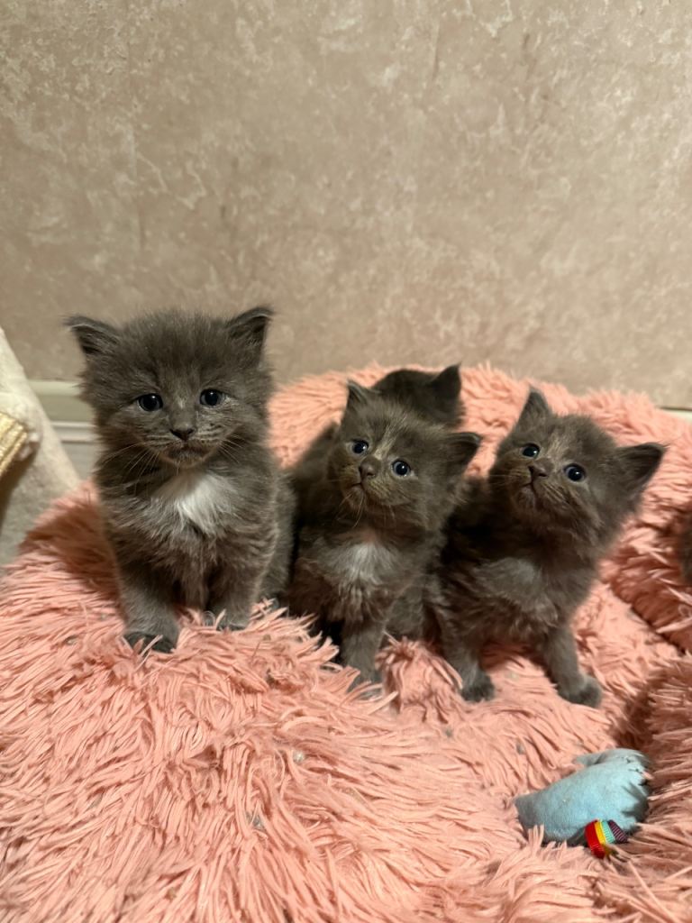 Ragcoon Kittens 