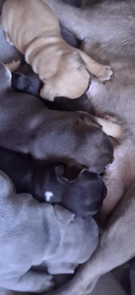 Blue/lilac/chocolate and tan  French bulldog puppies 