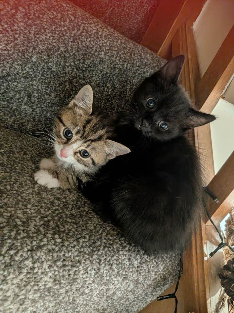 Kittens 8 weeks old
