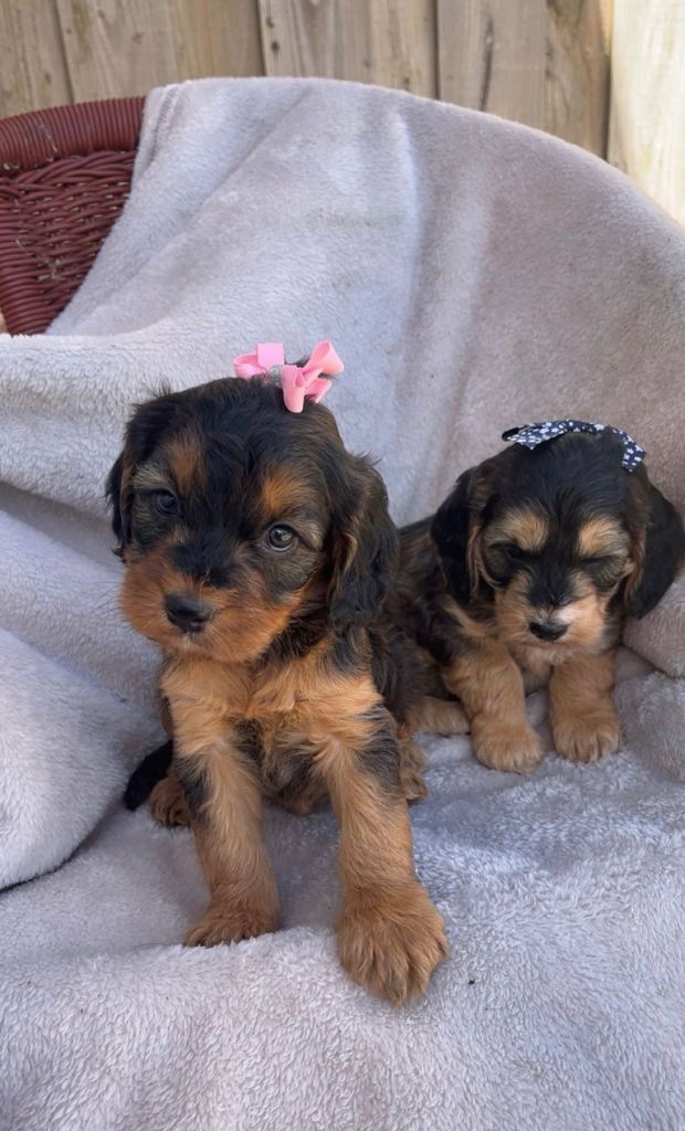 Cocker poo puppies 