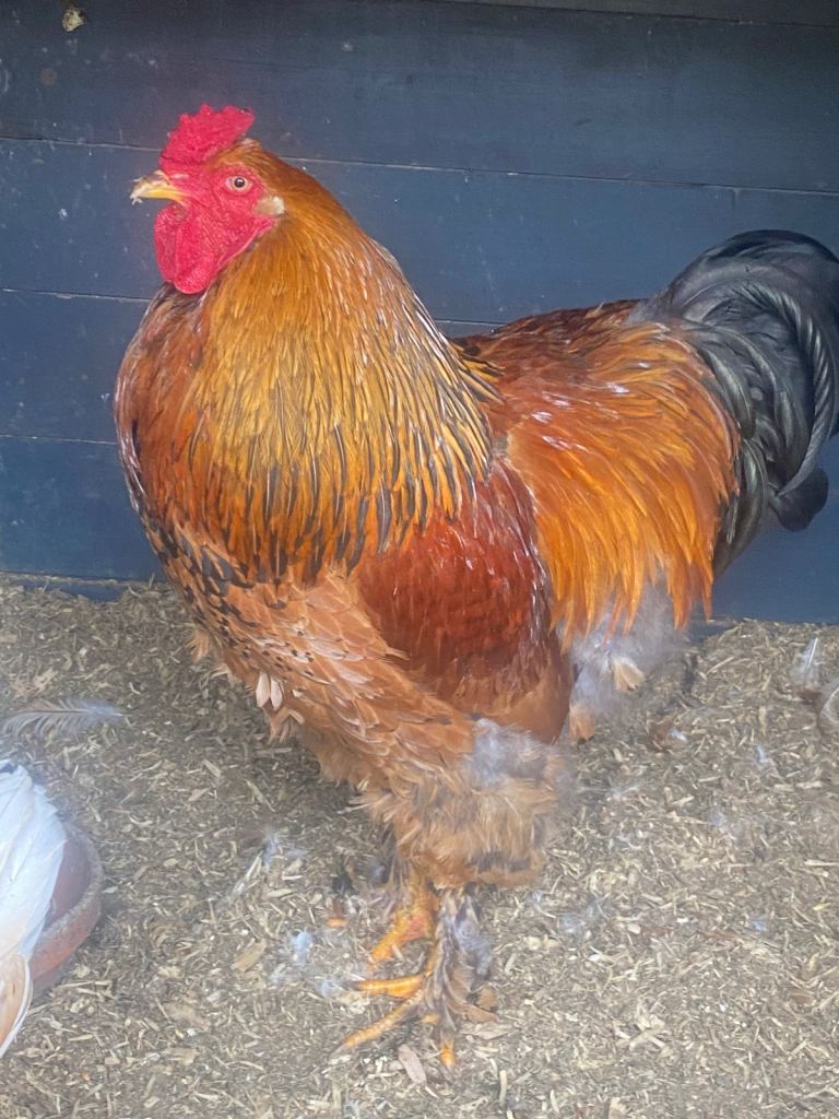 Barahma cockrole 