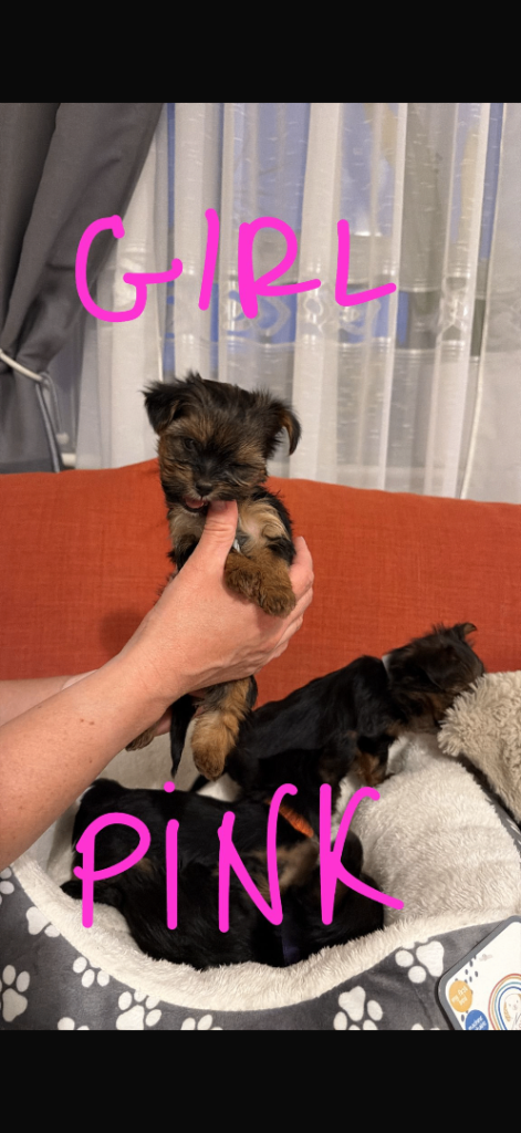 Ready in 1 week. Mini Yorkshire Terrier  / 4 female and 4 male