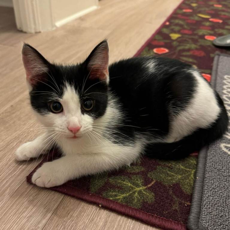 Loving Male Kitten. Black and White. 10 weeks. North London
