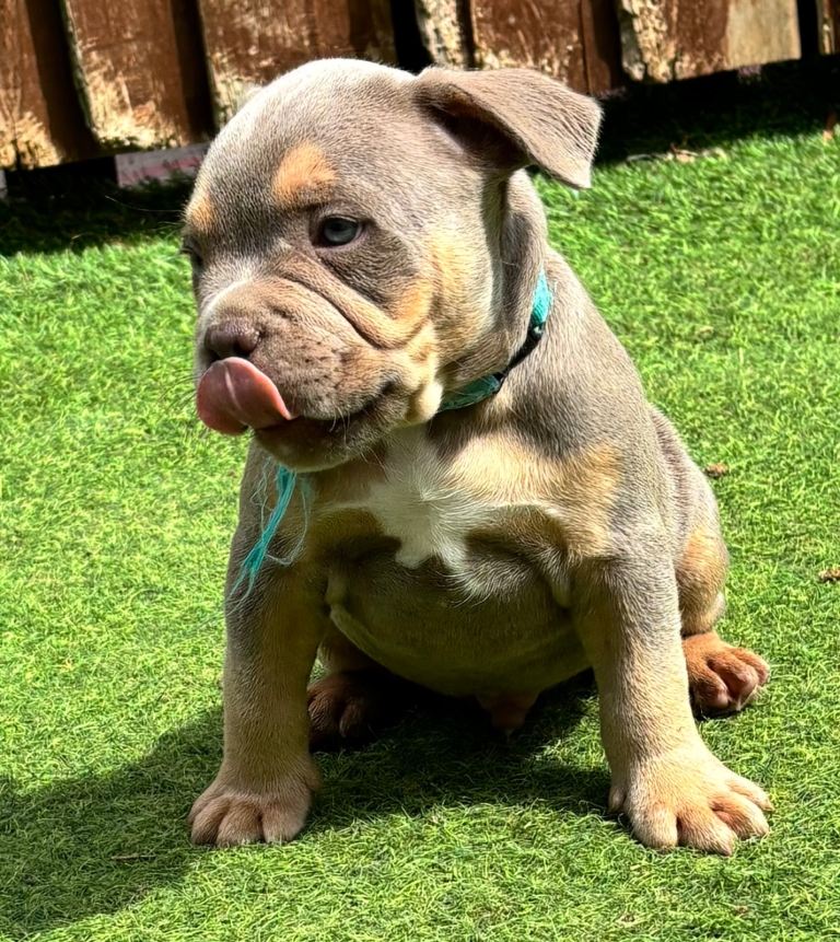 French bulldog X Pocket bully puppies for sale READY NOW!!