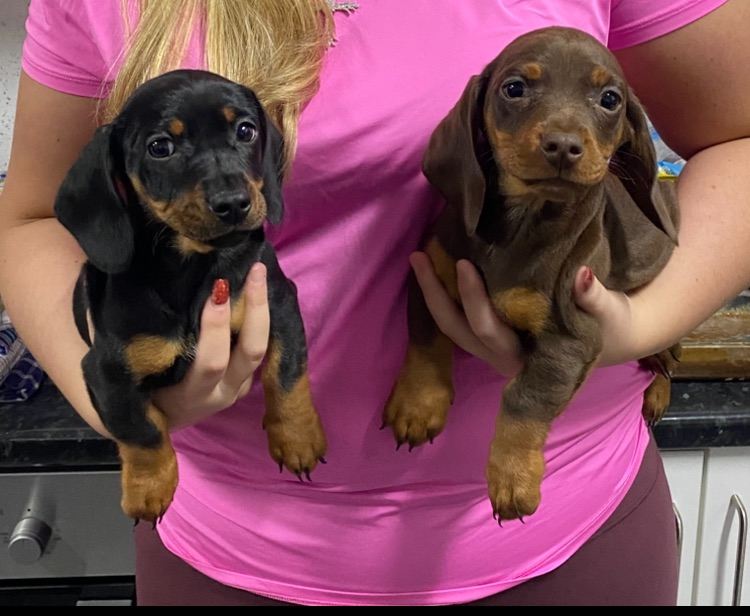Miniature dachshund puppies 