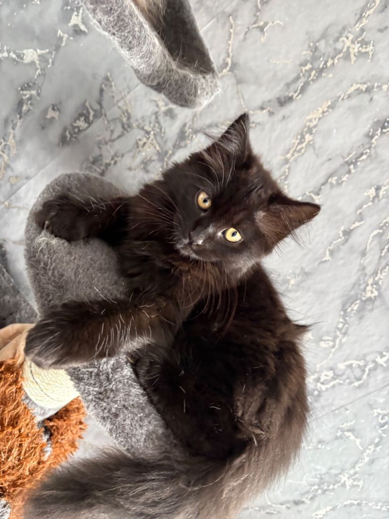 🐾 **GORGEOUS FLUFFY KITTENS READY FOR THEIR FOREVER HOMES 🐾**