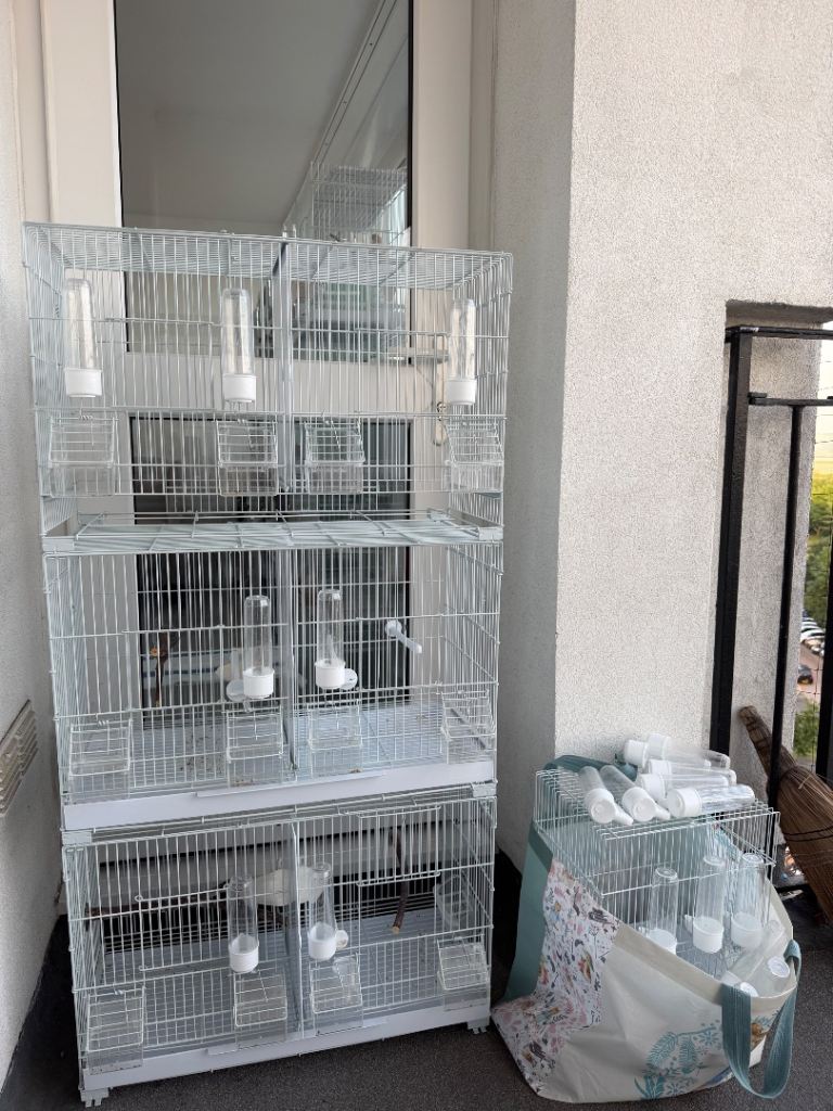 Bird cage 
