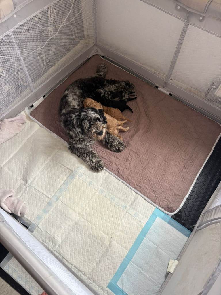 Cavappo pups