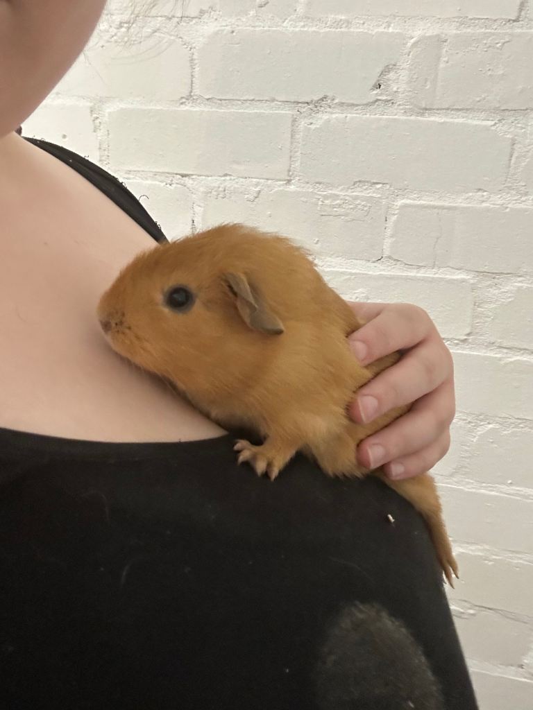 Baby guinea pig girl 