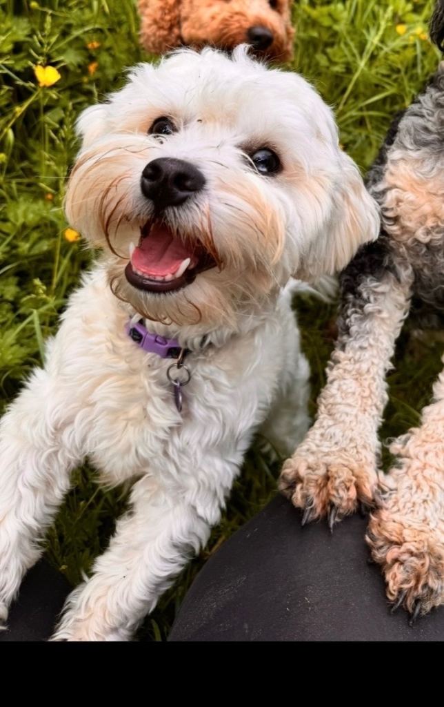 Mini Cockapoo puppies due! 