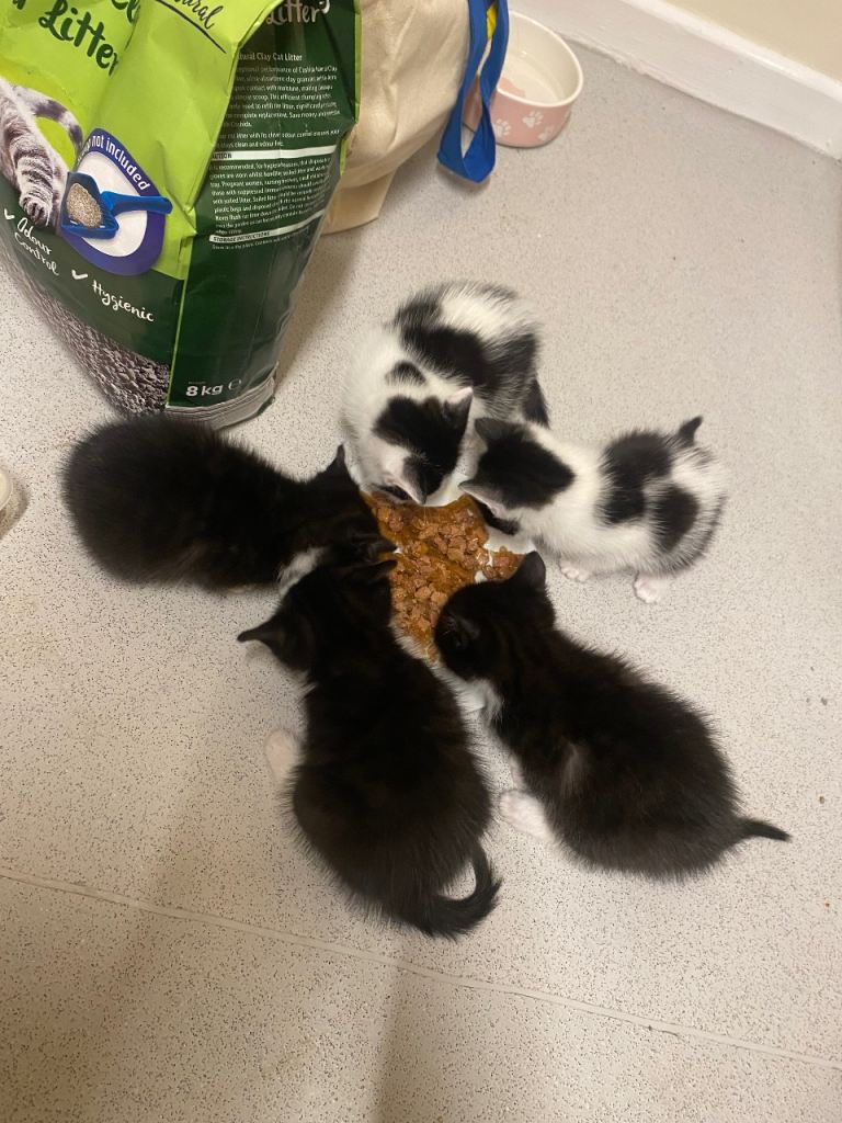 Kittens 