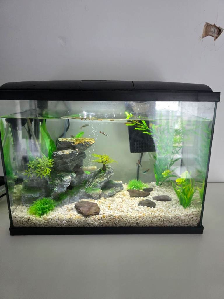 22L Fishtank Including Fish, chemicals, maintenance tools
