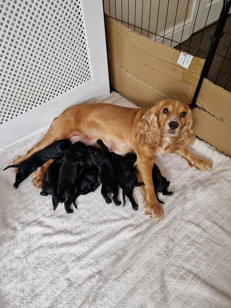 Cocker Spaniel pups for sale.