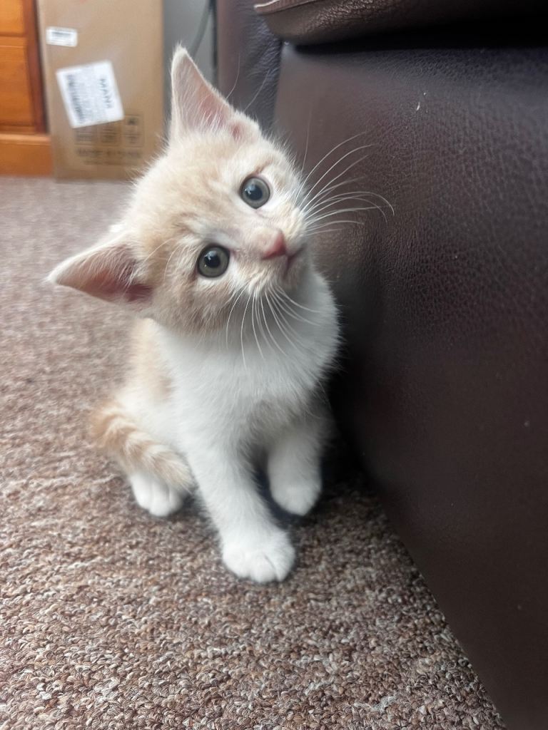 1 male half British shorthair kitten