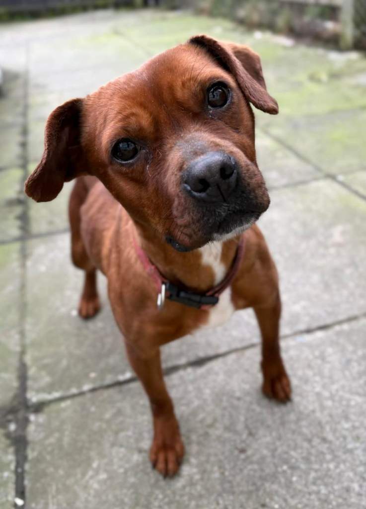 Small dogs for rehoming 