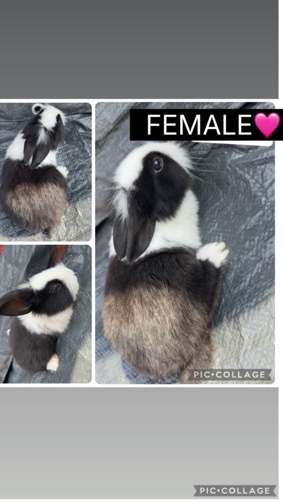 3 Female Lionheads