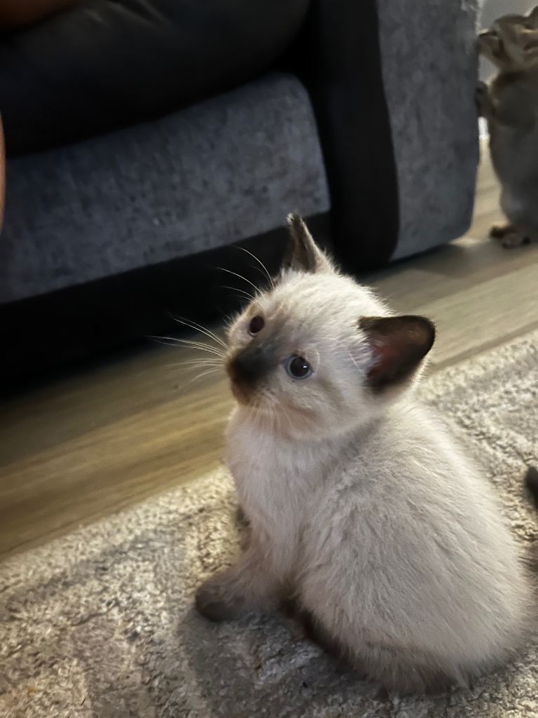 Beautiful kittens 