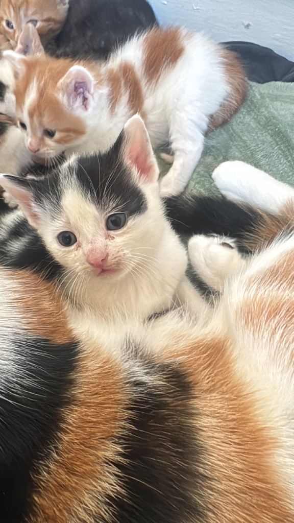 1 Kitten Left  For Sale - READY SOON 