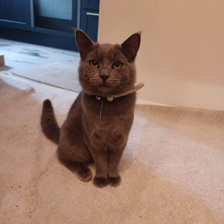 Beautiful Grey Kitten