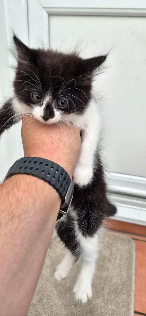 Kittens for sale 