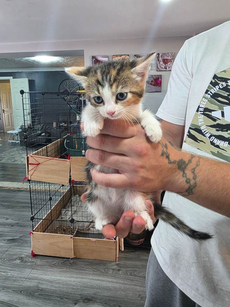 Kittens bengal cross