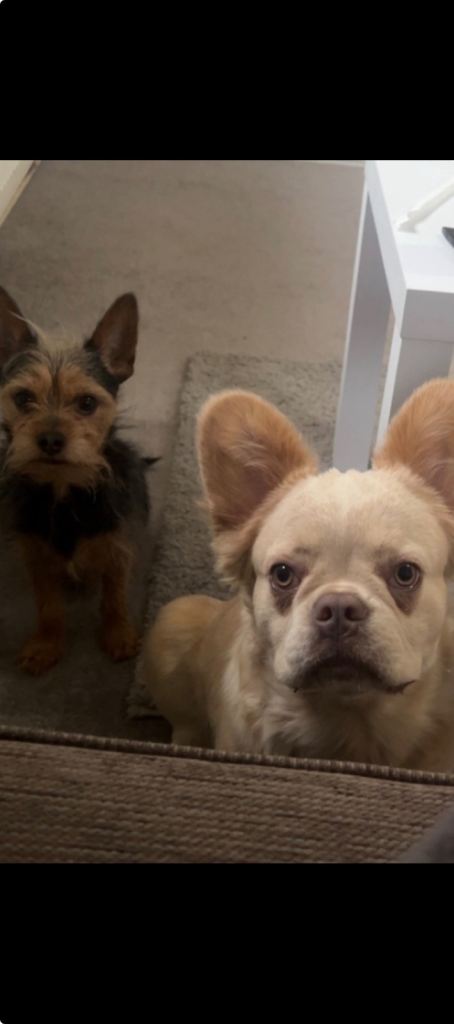 Male fluffy french bulldog 