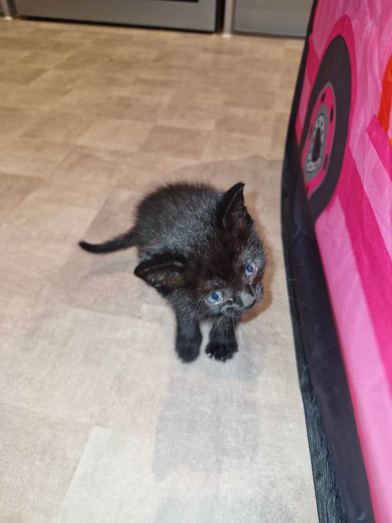 Kittens for sale