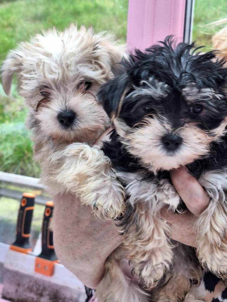 Yorkshire Terrier Morkies