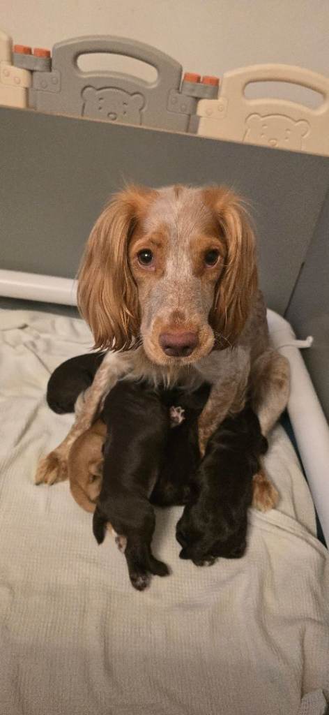 Beautiful cocker spaniel puppies for sale 
