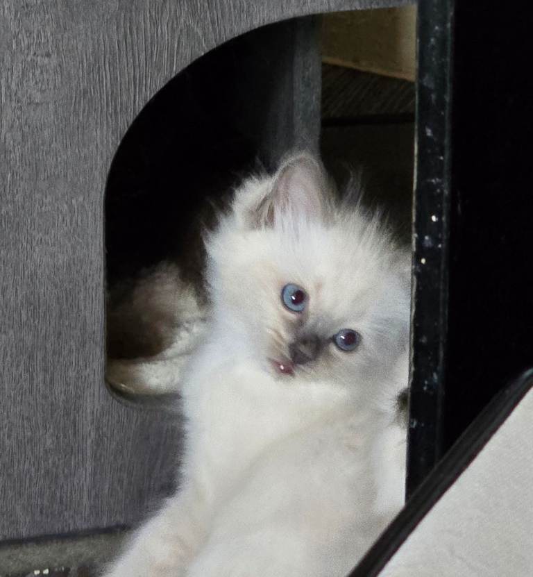Ragdoll kittens for sale