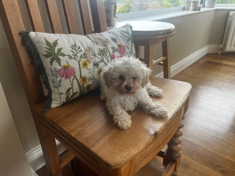 Cavapoo