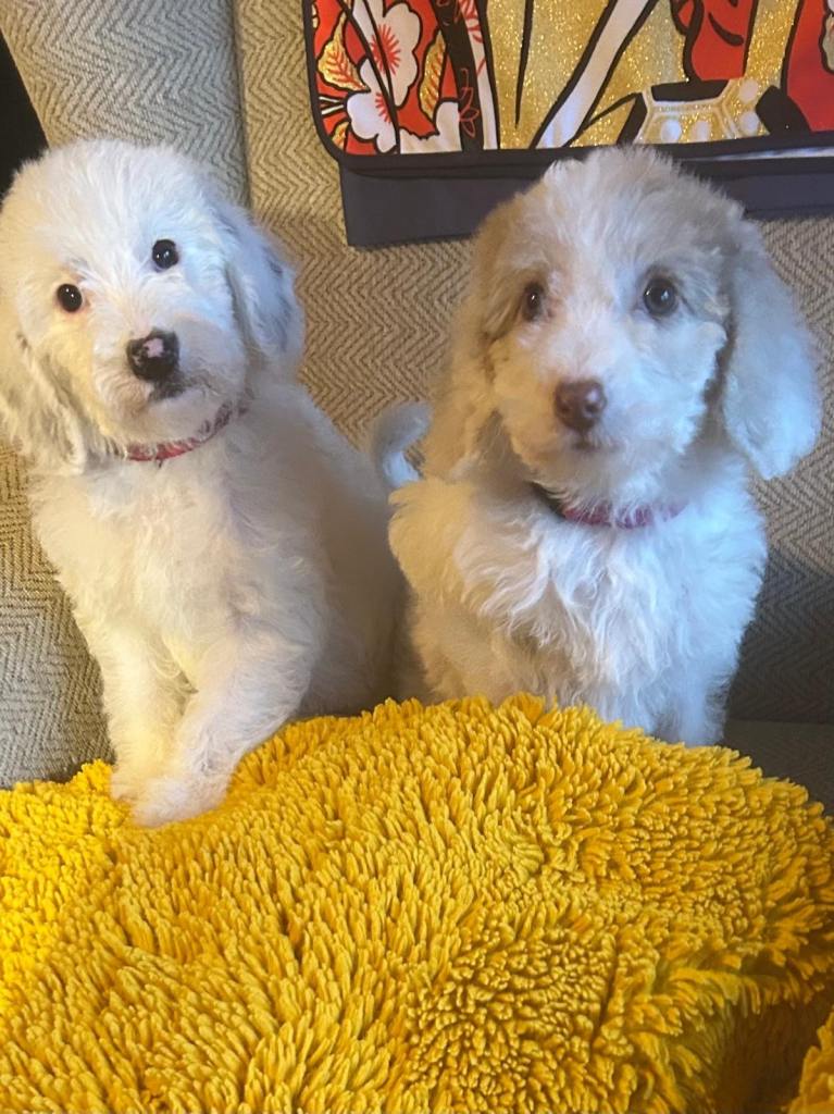 Australian Labradoodle Puppies