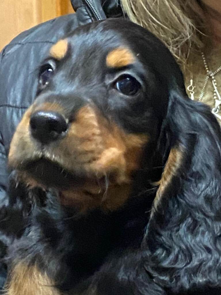 Beautiful cocker spaniel pups ready now 