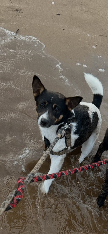 Miniature Jack Russel 