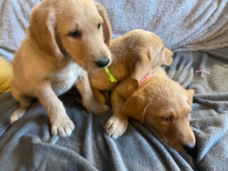 Labradoodle puppies 
