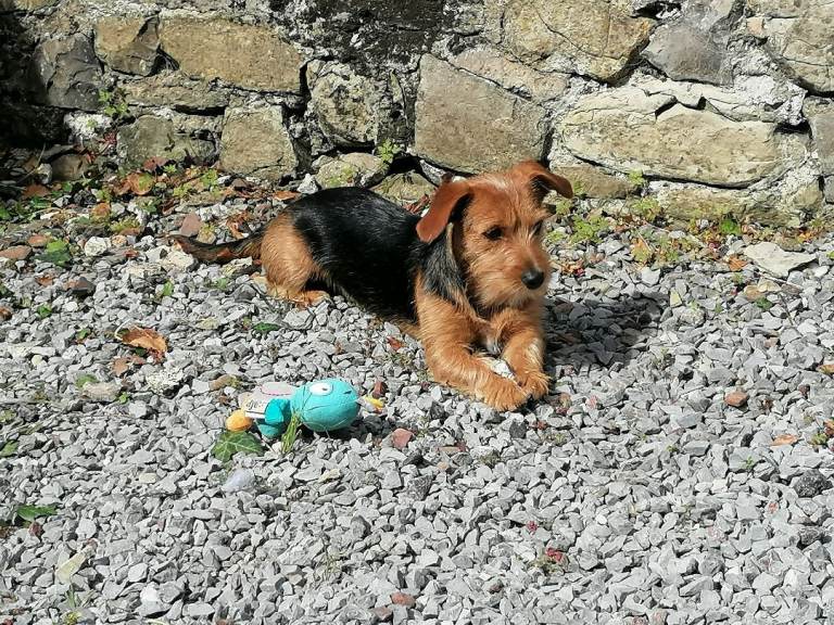 Yorkie Cross Jack Russell 