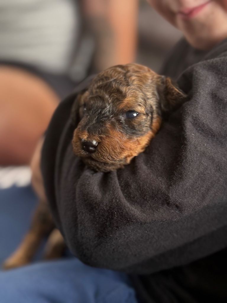 Toy poodle puppy’s 