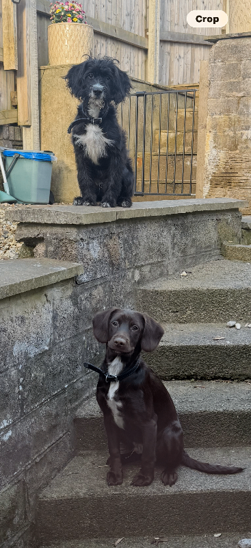 Pending collection- Loving Home Wanted – Bonded Pair of Young Dogs Spaniel and Labradoodle cross