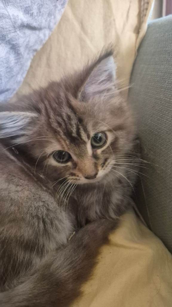 Beautiful female kitten