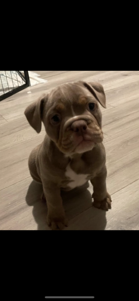 image for English Bulldog Puppies ready now 